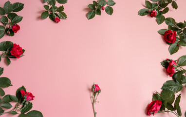 Floral frame made of roses on pink background.