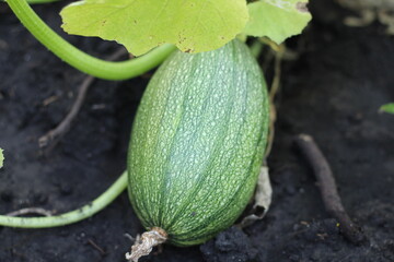 Green organic zucchini squash pumpkin. Home Gardening.