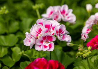 Fototapeta na wymiar Pelargonium flowers commonly known as geraniums, pelargoniums or storksbills and fresh green leaves in a pot in a garden
