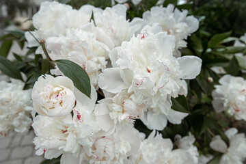 Close-up of a blooming white peony bush.