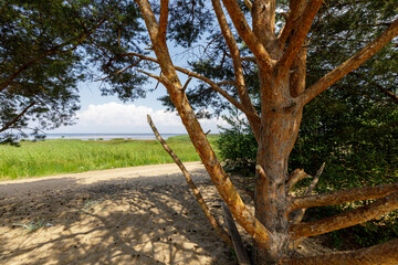 Pine tree growing on a sandy beach of a bay. Summer sunny day.
