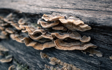 mushrooms on a tree