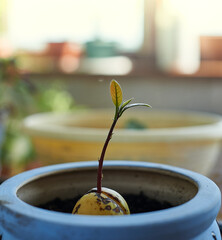 small avocado sprout in a pot