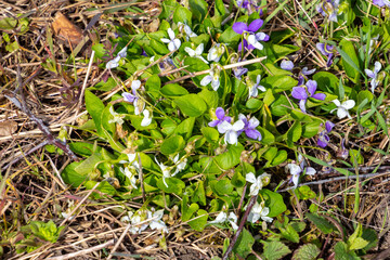 White violet with white and violet blossoms, also called Viola alba
