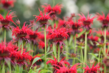 Scarlet beebalm, commonly known as bergamot or squaw, in flower - obrazy, fototapety, plakaty