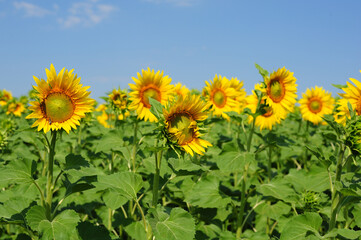 yellow sunflower field under blue sky