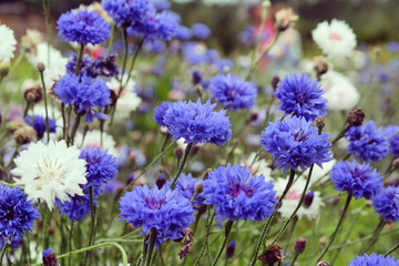 Blue cornflower 'Bachelor's button' in flower