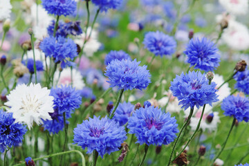 Blue cornflower 'Bachelor's button' in flower - obrazy, fototapety, plakaty