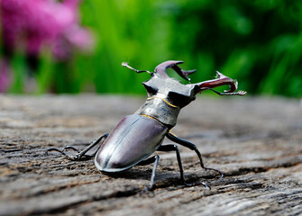 Male stag beetle with long and sharp jaws in wild forest sitting on the trunk of an oak tree