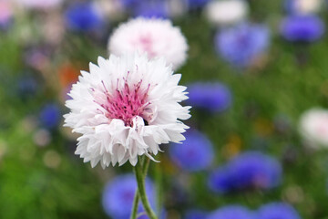 Obraz premium White and pink cornflower 'Bachelor's button' in flower