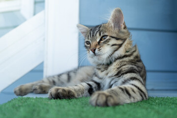 a young cat lies on the porch of the house