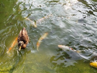 ducks and fish are swimming in the pond of Sun Yat-sen University