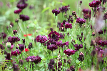  Dark crimson cornflower 'Black Ball' in flower