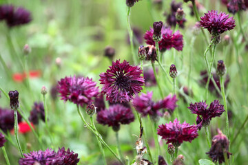  Dark crimson cornflower 'Black Ball' in flower