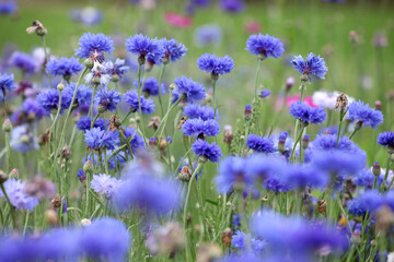 Blue cornflower 'Bachelor's button' in flower