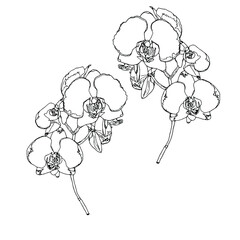 Vector orchid flowers, black and white. Hand drawn botanical illustration, isolated on white background