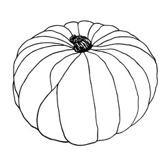 Vector pumpkin. Hand drawn illustration of pumpkin, summer harvest, organic food. Botanical illustration, isolated on white background