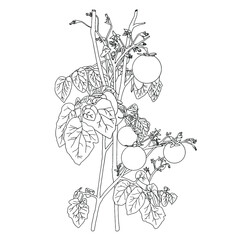 Vector tomatoes. Hand drawn illustration of tomatoes on a branch with leaves, organic food. Botanical illustration, isolated on white background