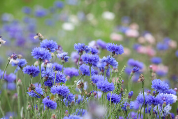 Naklejka premium Blue cornflower 'Bachelor's button' in flower
