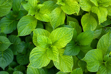 Green plant, garden
