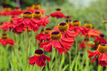 Helenium sneezeweed 'Sahin's Early Flowerer' in flower