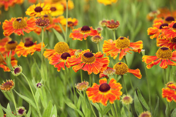 Fototapeta premium Helenium sneezeweed 'waltraut' in flower