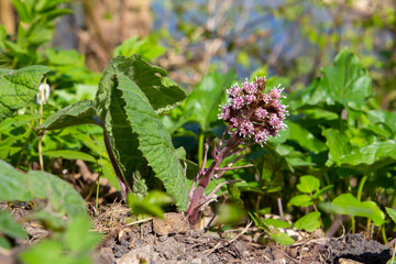 Purple blossom of the common butterbur, also called Petasites hybridus or Gewoehnliche Pestwurz
