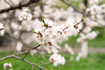Apricot tree blossoms