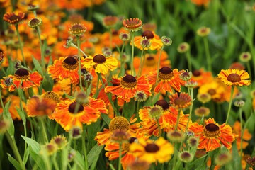 Helenium sneezeweed 'waltraut' in flower