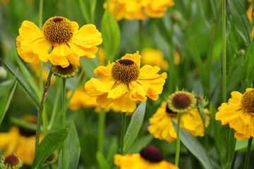 Yellow helenium sneezeweed 'wesergold' in flower