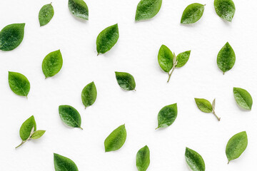 Green leaf branches isolated on white. Top view