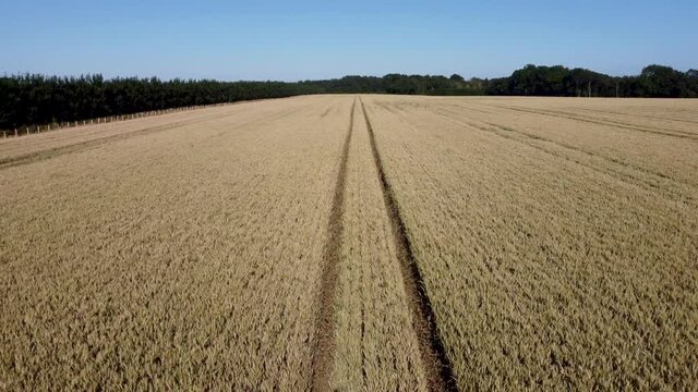 4K drone footage flying over some tractor lines in the middle of a field of wheat.