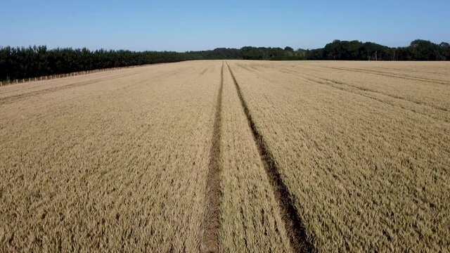 4K drone footage flying over tractor lines in a field of wheat