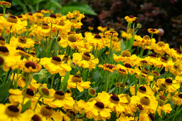 Yellow helenium sneezeweed 'wesergold' in flower