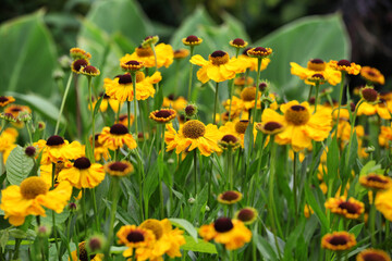 Fototapeta premium Yellow helenium sneezeweed 'wesergold' in flower