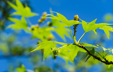 Green seeds with flowers and young leaves of Liquidambar styraciflua, Amber tree on blue sky background in spring day. Nature concept for design. Selective focus