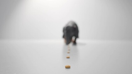 Black dachshund young dog is eating snacks from the floor and go from blurry background to the sharp close-up. Studio white background high quality video.