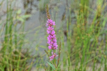 Fototapeta premium long wild pink flower among green grass in nature