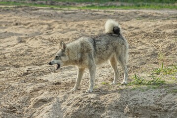 one big angry aggressive gray husky dog stands outside on the sand and barks