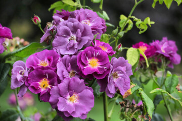 Obraz premium Purple Rosa Rhapsody in Blue 'frantasia' in flower