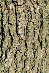 Tree bark. Tree bark texture background. Close-up. The basis for the postcard.