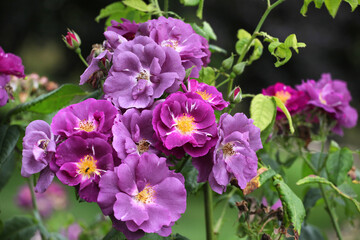 Fototapeta na wymiar Purple Rosa Rhapsody in Blue 'frantasia' in flower