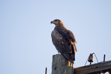 Steppe eagle sitting on a wooden telegraph pole