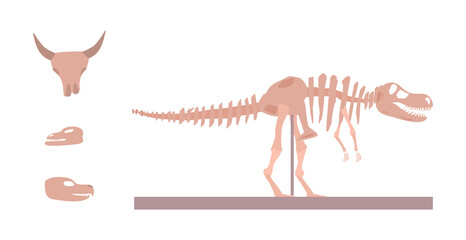 Paleontology and archeology museum exhibits flat vector illustration isolated.