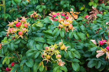 Close up of a bush of rosa rugosa with unripe rose hips