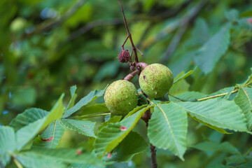 Fototapeta premium Close-up of two unripe walnuts still in their green shell on a branch