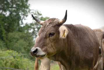 Looking veal in a rainy summer day