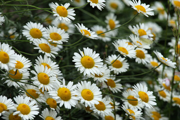 Yellow Anthemis tinctoria Sauce Hollandaise daisies in flower