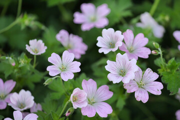 Obraz premium Hardy Geranium 'dreamland in flower