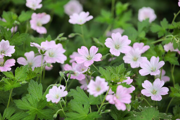 Naklejka premium Hardy Geranium 'dreamland in flower